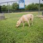 Tails 'N Trails Dog Park