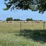 Original Old Celina Park