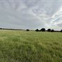 Fairlea Longhorn Ranch