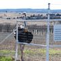 Blue Ostrich Winery & Vineyard