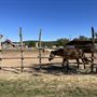 Montesino Ranch