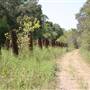 Mineola Nature Preserve
