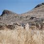Cibolo Creek Ranch