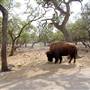 Natural Bridge Wildlife Ranch