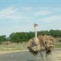 Natural Bridge Wildlife Ranch