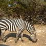 Natural Bridge Wildlife Ranch