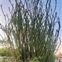 Alpine Adobe