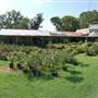 Grandma's House Nursery & Florist