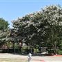 Rose Garden & Historic Market Depot