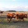 Alpha Omega Longhorn Ranch