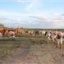 Alpha Omega Longhorn Ranch