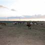 Alpha Omega Longhorn Ranch