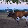 Alpha Omega Longhorn Ranch