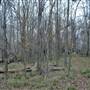 Palmetto State Park