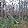 Palmetto State Park