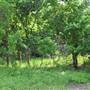 Phil Hardberger Park