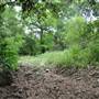 Phil Hardberger Park