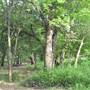 Phil Hardberger Park