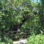 McKinney Falls State Park
