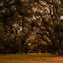 The Oaks of Anahuac