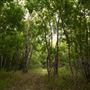 The Oaks of Anahuac