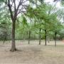 McAllister Park