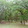 McAllister Park