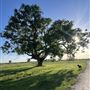 Evans Ranch