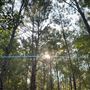 The Oaks of Anahuac