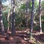 The Oaks of Anahuac
