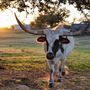 Legacy Longhorn Ranch