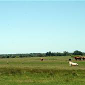 Alpha Omega Longhorn Ranch