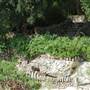 Japanese Tea Garden at Brackenridge Park