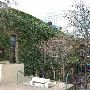 Cedar Street Courtyard