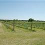 The Vineyard at Florence