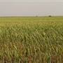 Wheat Field on SH114