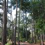 Gayla Mize Garden