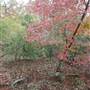 Davey Dogwood Park
