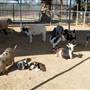 Animal World and Snake Farm