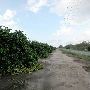 Grapefruit Orchard
