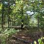 Quitman Arboretum