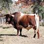 Henly Hill Ranch