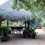 Hill Country Water Gardens & Nursery