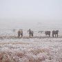 Mendota Ranch