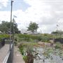 International Waterlily Collection