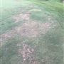 Pineforest Golf Club