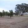 Texas Hill Country Olive Company
