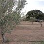 Texas Hill Country Olive Company