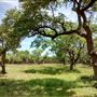 The Cedars Ranch
