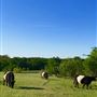 Obregon Ranch